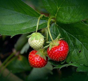 Fragola, un finto frutto facile da coltivare