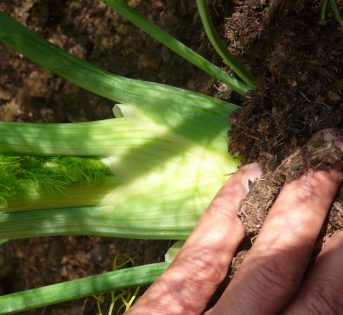 Il rincalzo: come proteggere e far crescere alcuni ortaggi