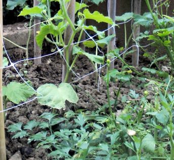 Coltivare il cetriolo, tutti i segreti