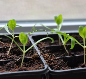 Il semenzaio: come far nascere il vostro orto