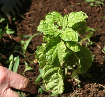 Orto primaverile: con il trapianto le piantine trovano casa