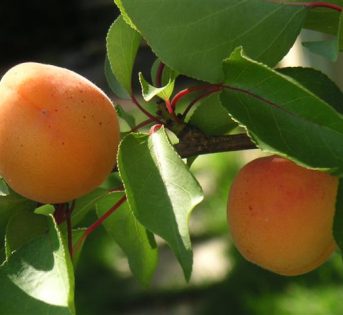 ?Albicocche, occhio all’origine