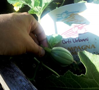 Melone, gustoso e dietetico