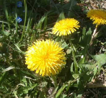 Erbe spontanee, il tesoro sotto casa