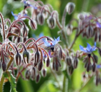 Borragine, la pianta spontanea dalle origini sconosciute