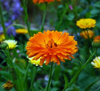 Arriva “Petalosa”, la prima pizza condita con i fiori