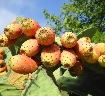 I mille volti del Fico d’India