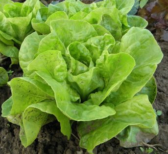 Lattuga: gusto e benessere “green”