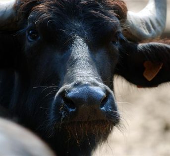 Fattoria Italia a rischio, scomparsi 2 milioni di animali