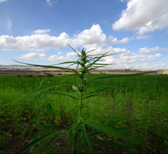 Canapa, in Italia è boom di coltivazioni