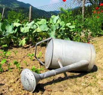 Acqua, tutti i segreti dell’innaffiatura