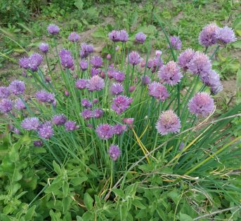 Né aglio, né cipolla… è l’erba cipollina!