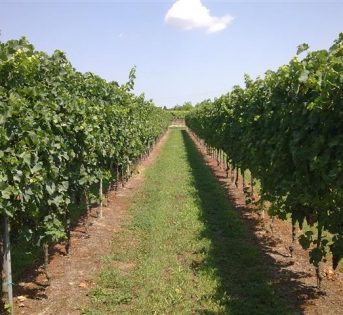 L’agricoltura italiana è la più green d’Europa