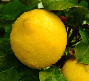 Limone, l’aspro che piace