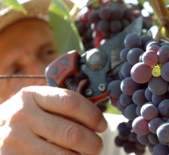 Maltempo, termina la vendemmia 2019