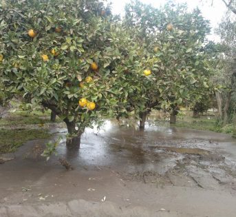 Alluvione in Sardegna, gli imprenditori agricoli si mobilitano