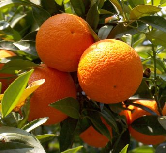 Arancia, l’agrume più venduto al mondo