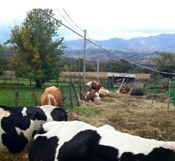 Terremoto: consegnati da Coldiretti sementi, mangimi e camper per l’inverno