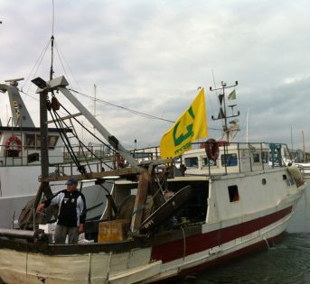Un progetto per il rilancio del pesce azzurro italiano