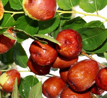 Giornata mondiale della biodiversità: difendiamo un tesoro naturale a rischio