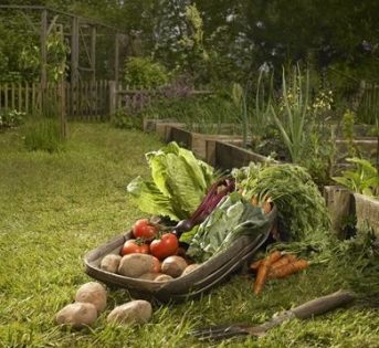 Stagione nuova, orto nuovo