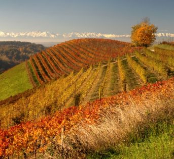 Le vigne di Langhe Roero e Monferrato sono Patrimonio Unesco