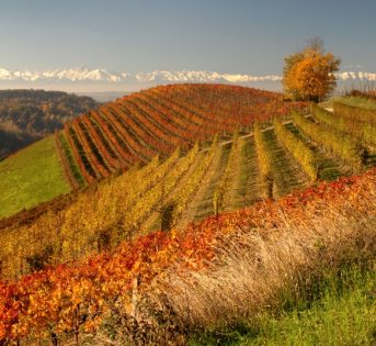 Le Langhe tra vini, castelli e tartufi