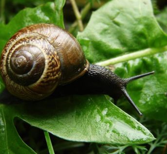 Bava di lumaca e altri trucchi di bellezza