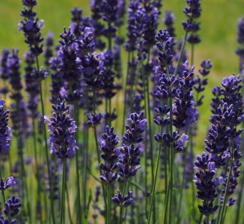 Aromatiche, le erbe dal profumo speciale