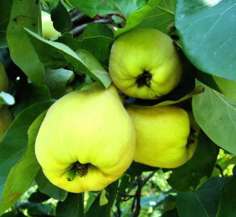 Mela cotogna, il frutto di Venere