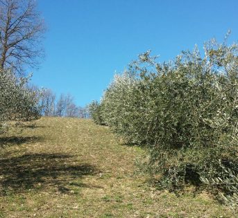 Clima, inverno caldo e senza neve. Natura sconvolta