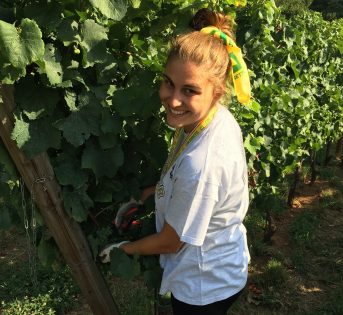 Al via la vendemmia più precoce dell’ultimo decennio