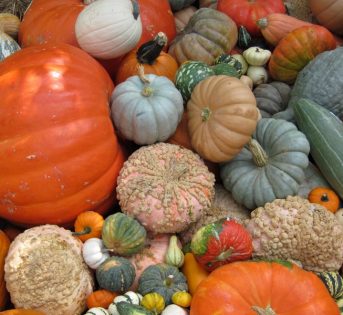 “Spizzico di zucca”, l’aperitivo a km zero