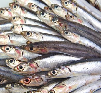 Alici, piccoli pesci dalle grandi proprietà