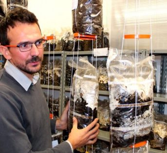 I funghi spuntano dal caffè, la start up che ha conquistato la Toscana