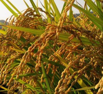 Riso: dal campo alla tavola il prezzo aumenta 5 volte