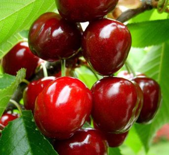 Ciliegie, al via la raccolta