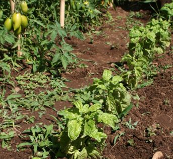 Basilico, coltivarlo è facile