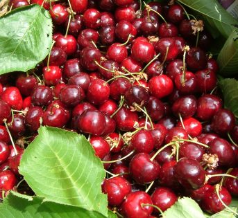 A Modena frutta fresca a tutte le ore con il nuovo distributore automatico