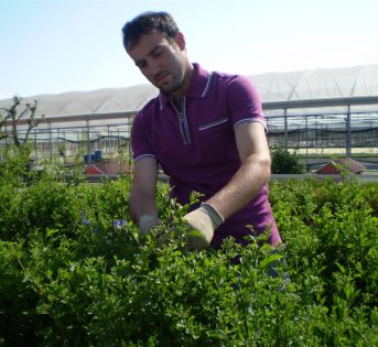 Agricoltura italiana prima in Europa per valore aggiunto
