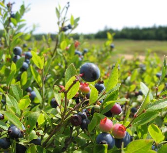 L’oro blu conquista la Lombardia