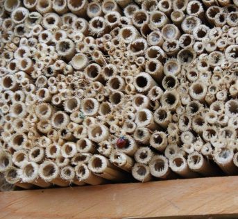 Come costruire un hotel per gli insetti nell’orto