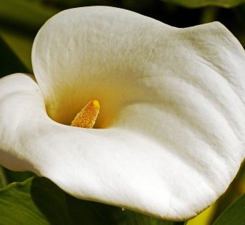 Decora la tua casa con i fiori di stagione: la calla