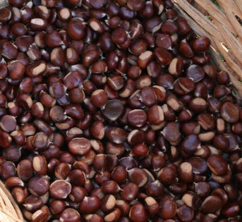 Castagne: i consigli per una buona raccolta