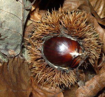 Castagne italiane, poche ma buone