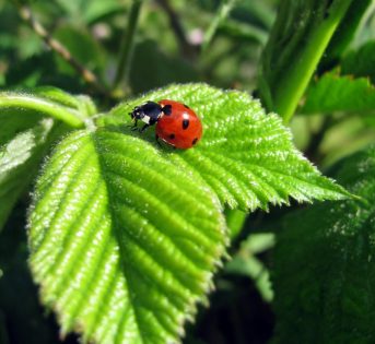 La primavera e i pericoli per l’orto