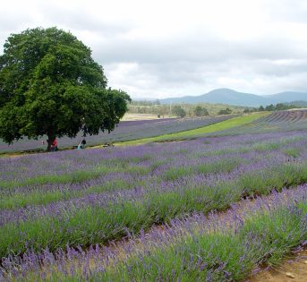 Biodiversità, patrimonio comune