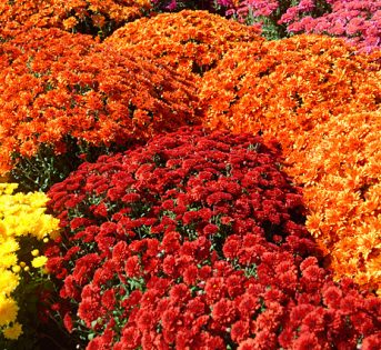 Oggi la ricorrenza dei morti: 3 italiani su 4 nei cimiteri ma occhio alle fregature