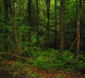 Boschi italiani, un patrimonio da valorizzare