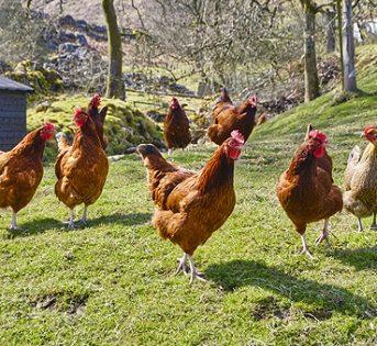 Aviaria, nessuna psicosi